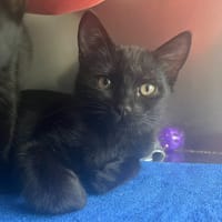 SOLINE, chatte à adopter