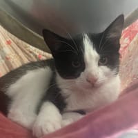 GARANCE, chatte à adopter