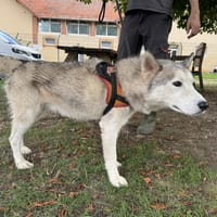 ORSNOW, chien à adopter