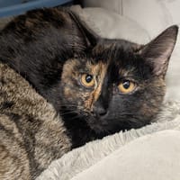 Polly, chatte à adopter