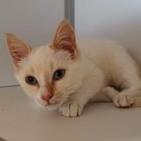 Candy, chat à adopter