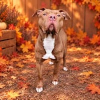 TAUROS VAA, chien à adopter