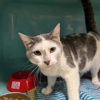 TITAN, chat à adopter