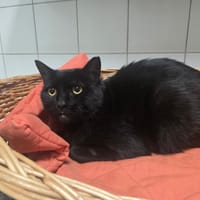 BARRACUDA, chat à adopter