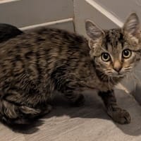 Lucio, chat à adopter