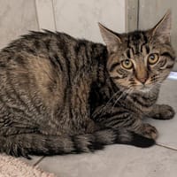 Boddah, chat à adopter