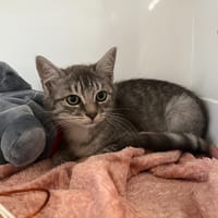 PORTOS, chat à adopter