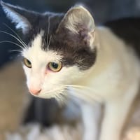 BARBIDUR, chat à adopter