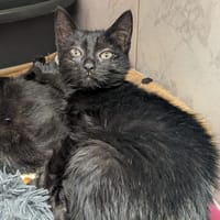 authone, chat à adopter