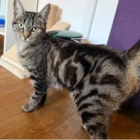 LENTILLE, chatte à adopter