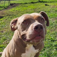 ISIS, chienne à adopter