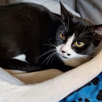 DUCHESSE, chatte à adopter