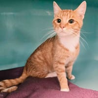 SPIROU, chat à adopter