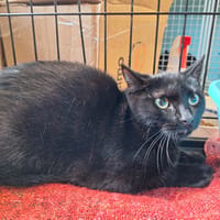 DORA, chatte à adopter