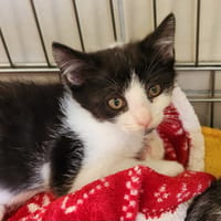 ALUMINIUM QCT, chatte à adopter