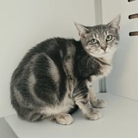 LOOPING, chat à adopter