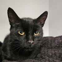 DUDUL, chatte à adopter