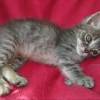 Rhapsodie, chat à adopter