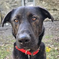 KOUKY, chien à adopter