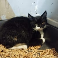 Vivaldi, chat à adopter