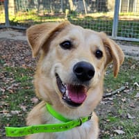 KEUZ, chienne à adopter