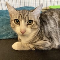 LENA, chatte à adopter