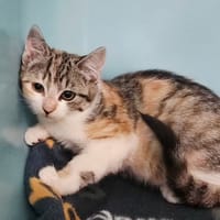 SALSA, chatte à adopter