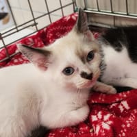 BISMUTH QCT, chat à adopter