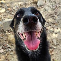 FARZBUAN, chien à adopter
