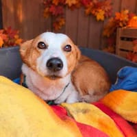 TOMMY VAA, chienne à adopter