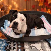 DIDO VAA, chienne à adopter