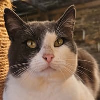 PAVAROTTIE, chat à adopter