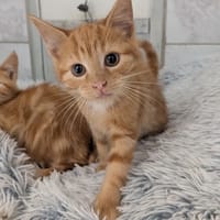 PHOENIX, chat à adopter