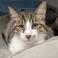 Bloom, chat à adopter