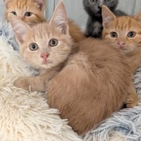 CHEDDAR, chat à adopter