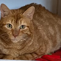 MINOU, chat à adopter