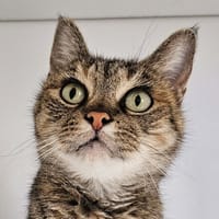 NIMA, chatte à adopter