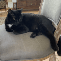 MERLIN, chat à adopter