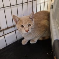 TITI, chat à adopter