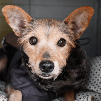 Lolo, chienne à adopter