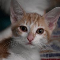 ASTRO, chat à adopter