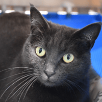 Queenie(en cours d adoption), chatte à adopter