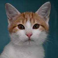 DOBY, chat à adopter