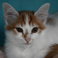 Astre (en cours d'adoption), chatte à adopter
