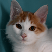 DEDE, chat à adopter