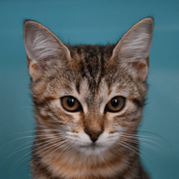 ASH (en cours d'adoption), chatte à adopter