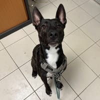 NAEHU, chien à adopter