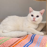 KARMA, chat à adopter