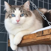Coco, chat à adopter