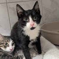 GOOFY, chat à adopter